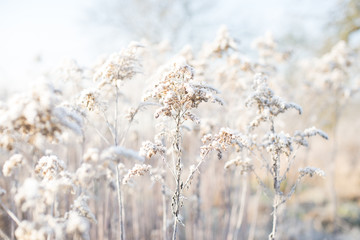 Winter field