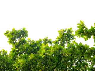 Fototapeta premium Green leaf and branches on white background