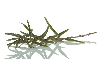 A branch of sea-buckthorn with leaves isolated on white.