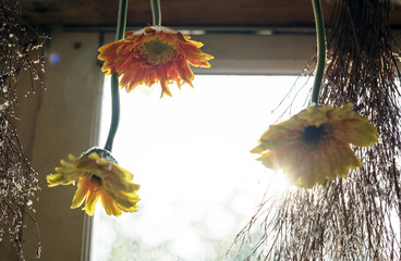 Floral leaves romance decoration freshness lush