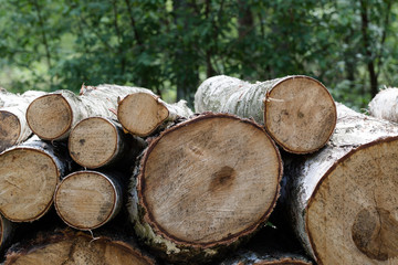 Forest cut, cut pine, birch tree logs arranged in order in qubic meter sizes