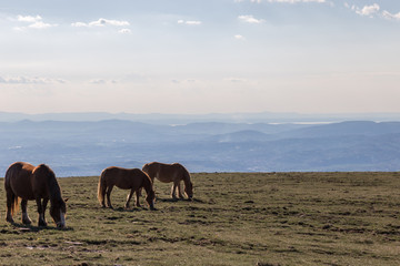 Fototapeta na wymiar Some horses pasturing on a mountain above a wide valley