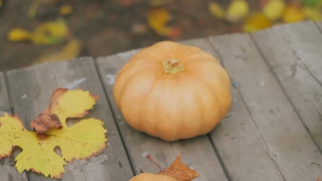 Ripe pumpkins lie on a wooden table among the yellow fallen leaves