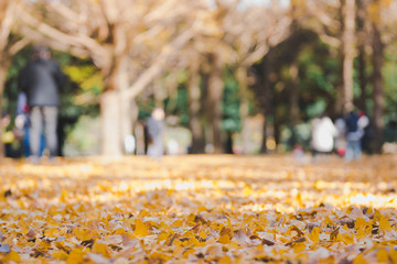 beautiful yellow ginko leaves in park with blurred family enjoy outing in park, "autumn" concept, japan
