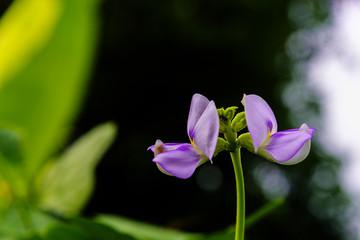 Purple flower of Cowpea tree and green leaves in garden,Organic yard long bean plant ,Vigna unguiculata