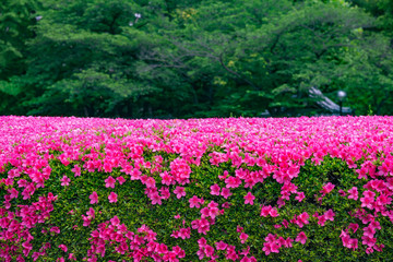 The beautiful pink Shibazakura in the garden at Tokyo, Japan
