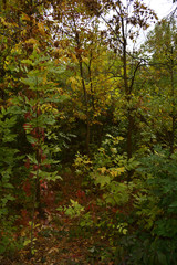 Fototapeta premium yellowed leaves of trees in autumn Park