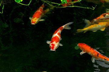 Obraz premium Carps Fish or carps swim in Pond, Movement of Swimming and Space, vivid Color , Selective Focus,Girl feeding milk for carps.