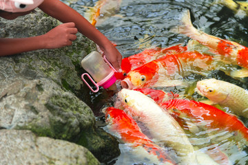 Fototapeta na wymiar Carps Fish or Koi Swim in Pond, Movement of Swimming and Space, vivid Color , Selective Focus