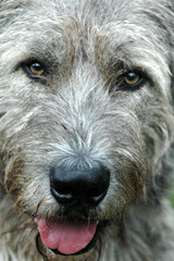 Close face portrait of a brindle risih wolfhound.