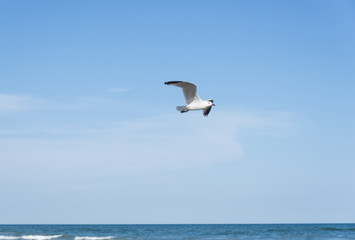 Fototapeta na wymiar Seagull on the Mediterranean sea
