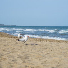 Seagulls on the coast of Mediterranean sea, Tarragona