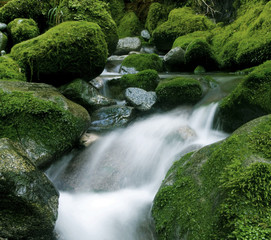 Naklejka na ściany i meble Peaceful nature stream, New Zealand.
