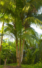 Coconut freaks four top,Coconut forest near the river, Thailand.