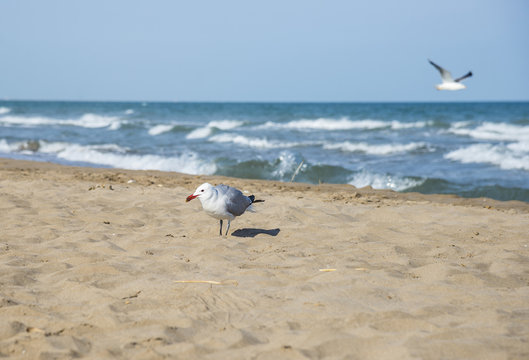 Seagulls on the coast of Mediterranean sea, Tarragona