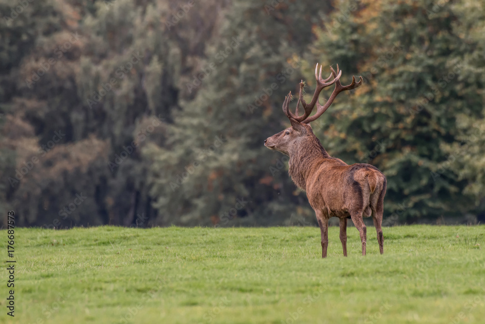 Poster A red deer stag standing proud at a slight angle facing left  on grass land with trees as a background with copy space