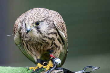 Kestrel (falco tinnunculus) sitting on falconry perch