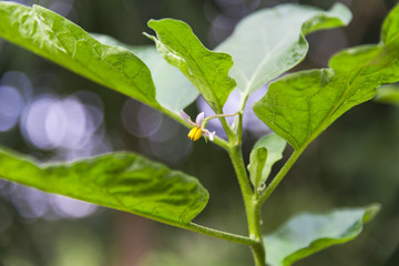 Obraz premium Green leaf with nature concept.