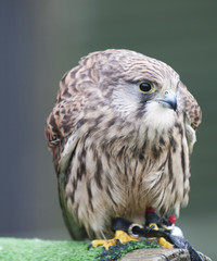 Kestrel (falco tinnunculus) sitting on falconry perch