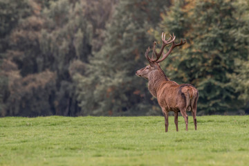 Naklejka na ściany i meble A red deer stag standing proud at a slight angle facing left on grass land with trees as a background with copy space
