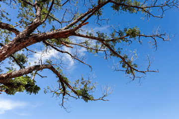 trees and sky