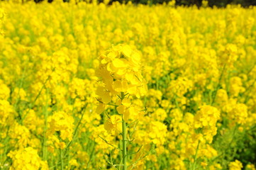 Obraz premium 浜離宮庭園の菜の花