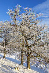 Hoarfrost covered oak trees in a winter landscape