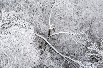 Trees covered with snow in the woods