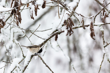 Marsh tit on a snowy tree branch in the forest