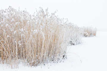 Reeds with frost and snow on the ice