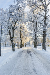 Winter road through a tree avenue with frost and snow