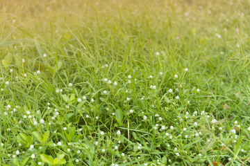 Grass under sunshine on farm.