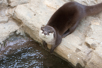 カワウソ