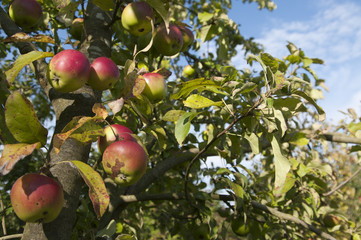 Discovery variety apples on apple tree