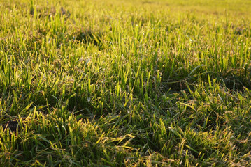 Juicy grass in abundance