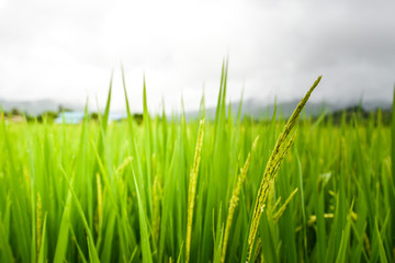 Close up of rice in the field at Pua district, Nan in Thailand