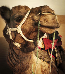 Johnie the Camel in the Thar Desert, Rajasthan, India.