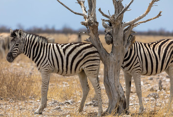 Zebrafohlen im Etosha-Nationalpark, Namibia