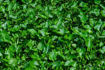 Fototapeta na wymiar Top view background by green leaves and grass texture on the ground, Green grass on the garden