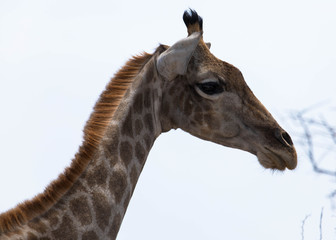 Naklejka premium Kopf einer Giraffe