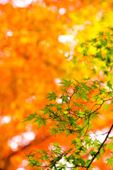 Fototapeta na wymiar the beautiful autumn color of Japan yellow, green and red maple leaves in autumn season, Japan