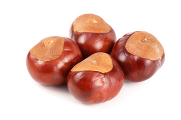 chestnut isolated on white background closeup