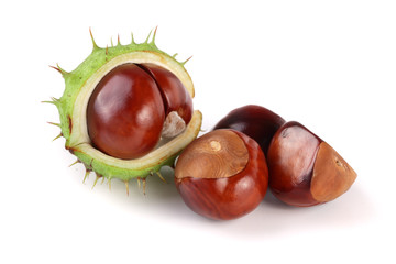 chestnut in the skin isolated on white background closeup