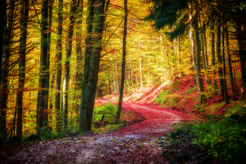 Path in the colorful autumn forest