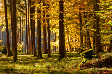 Fototapeta premium Colorful autumn forest