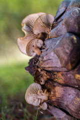 Mycena. Little mushrooms on pine cone.