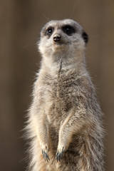 ミーアキャット