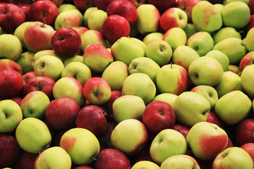 Lots of fresh apples