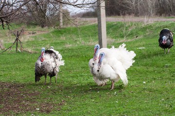 turkey male or gobbler grazing on a green grass background