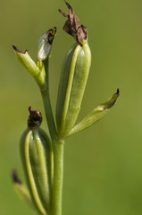 Bee orchid seed heads (Ophrys apifera)